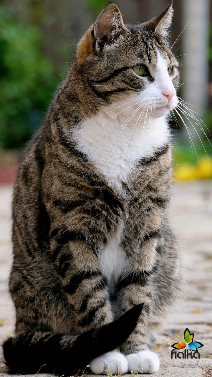 cat