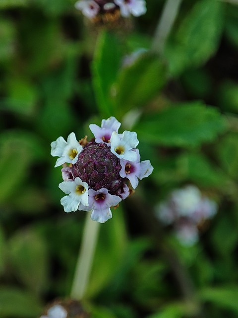 sfondi plant, macro