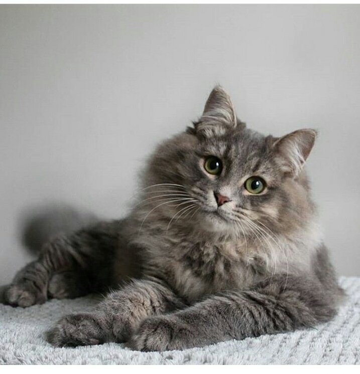 кот