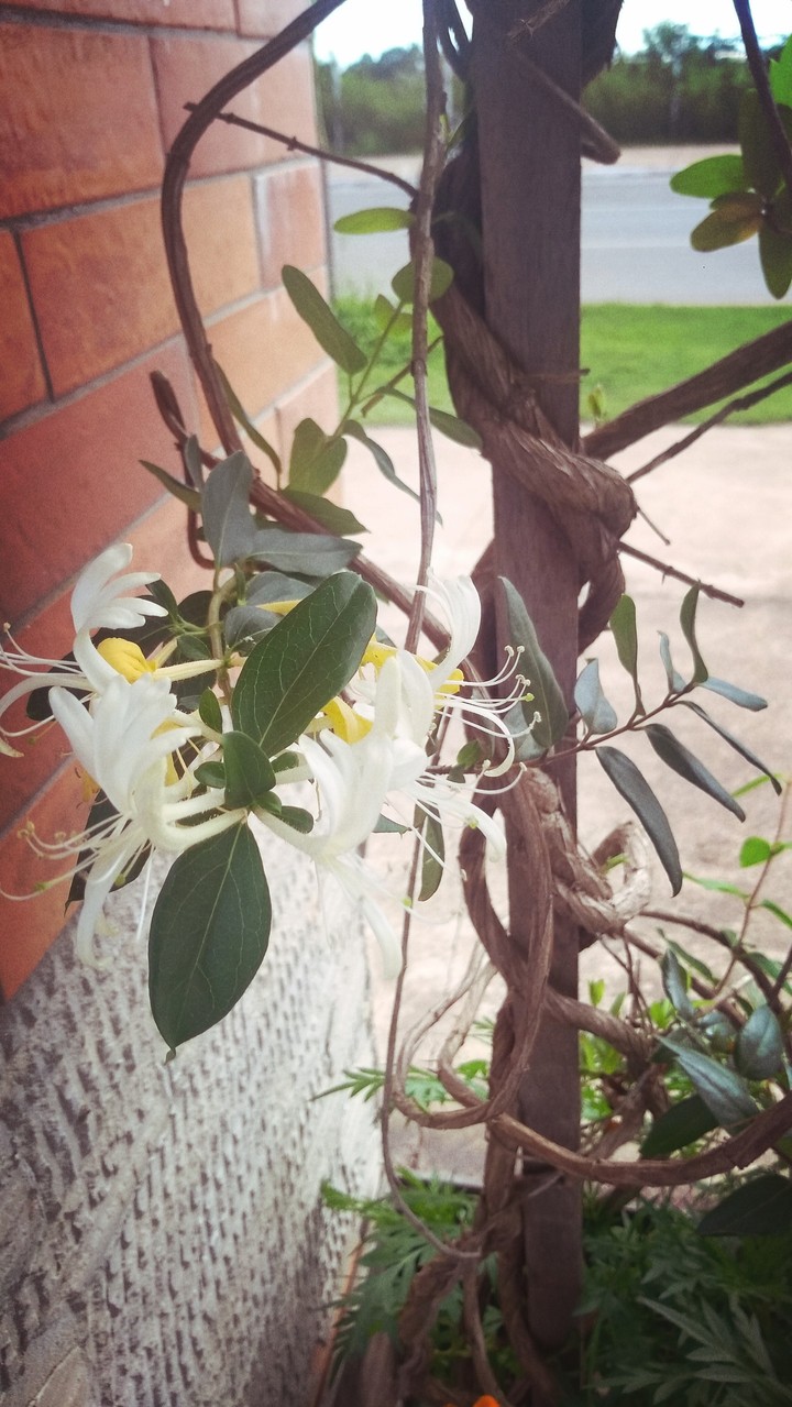 mais uma flor da praça.