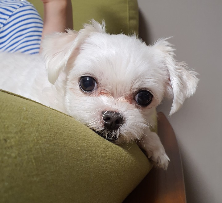 puppy
