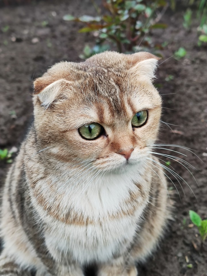кошка