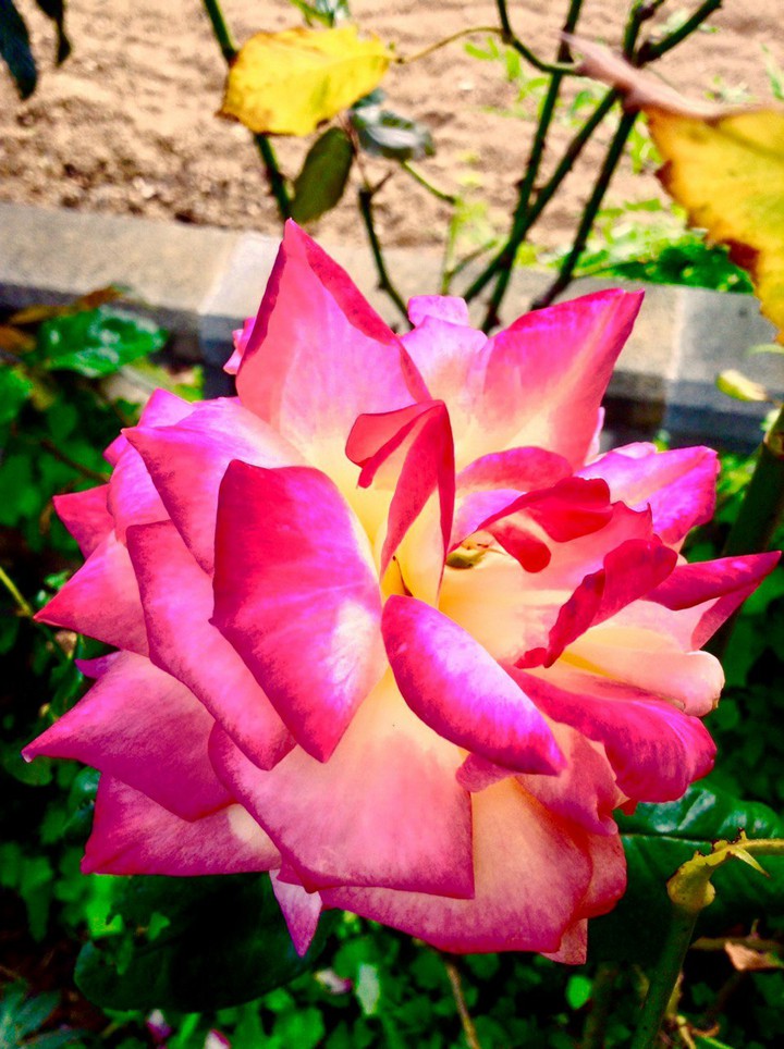 Beautiful Rose