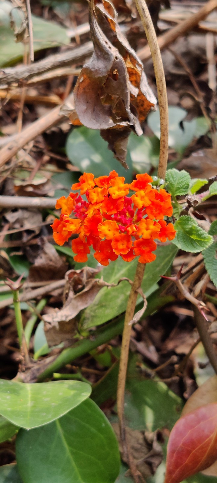 red flowers