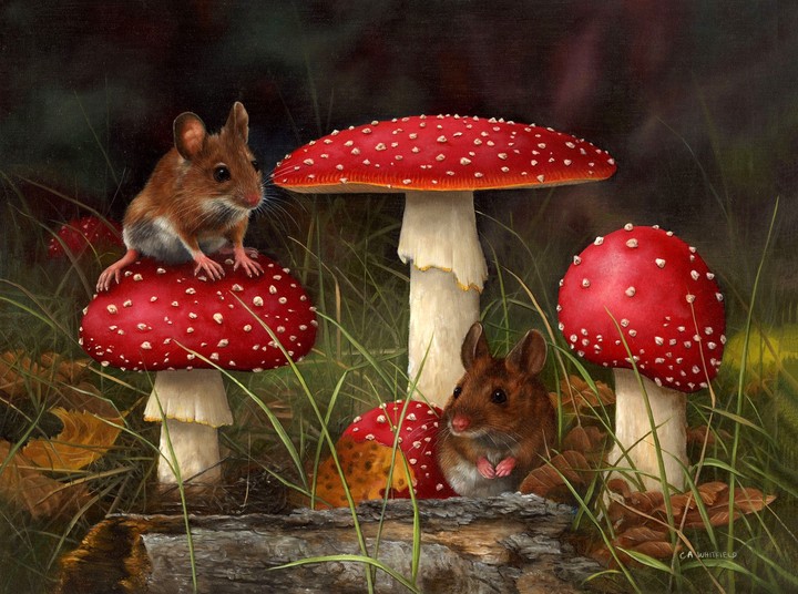 Toadstool
