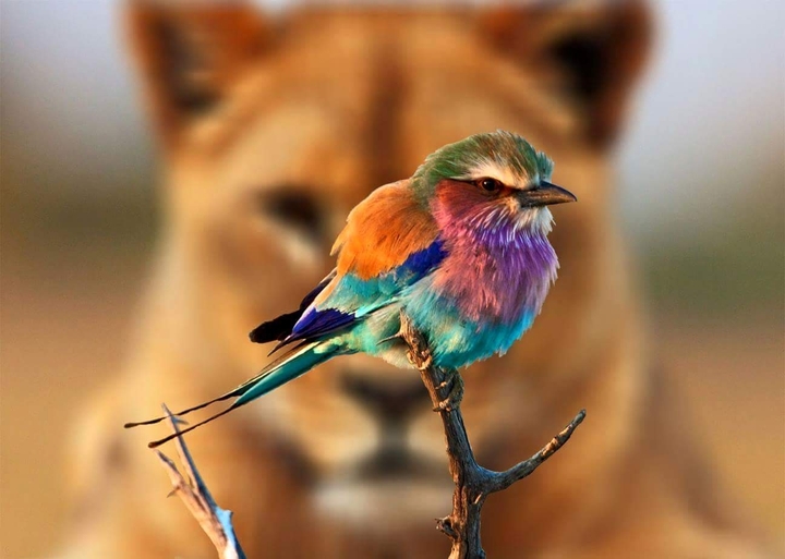 click here on photo