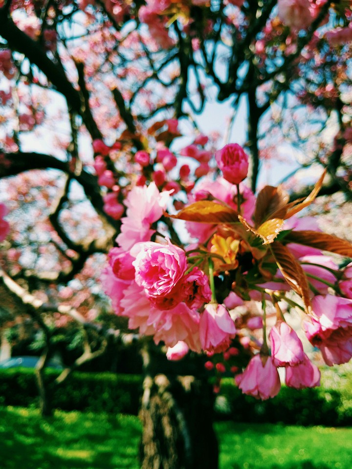 spring