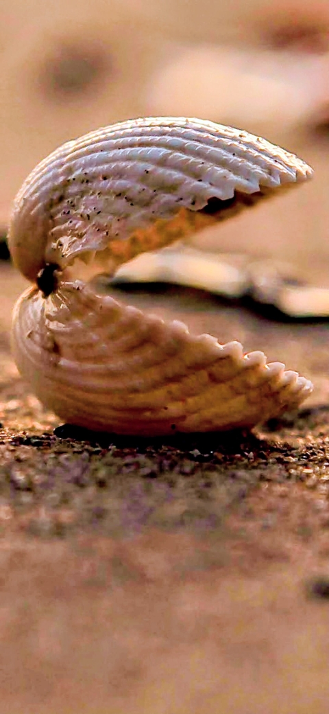 mollusca, clam achtergronden
