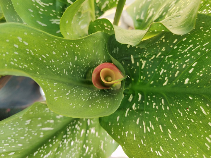 꽃속의 꽃