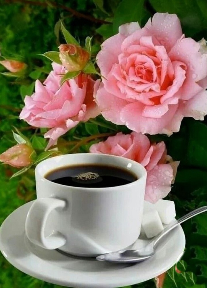 Good morning ❤️❤️