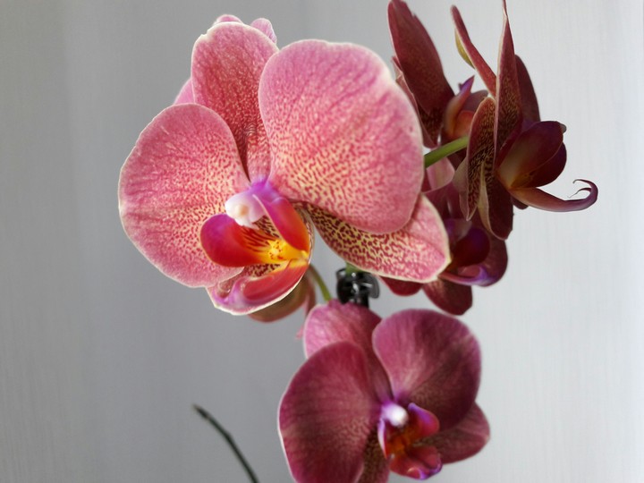 orchid