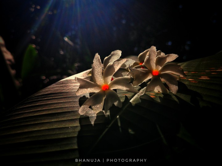 සේපාලිකා