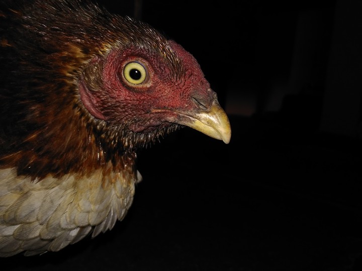 rare bird