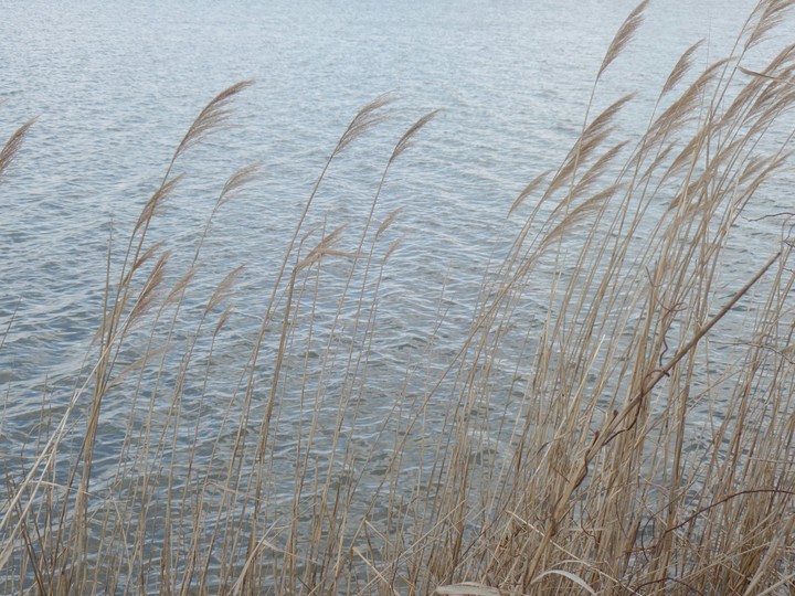 reeds