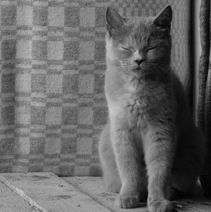 My cat