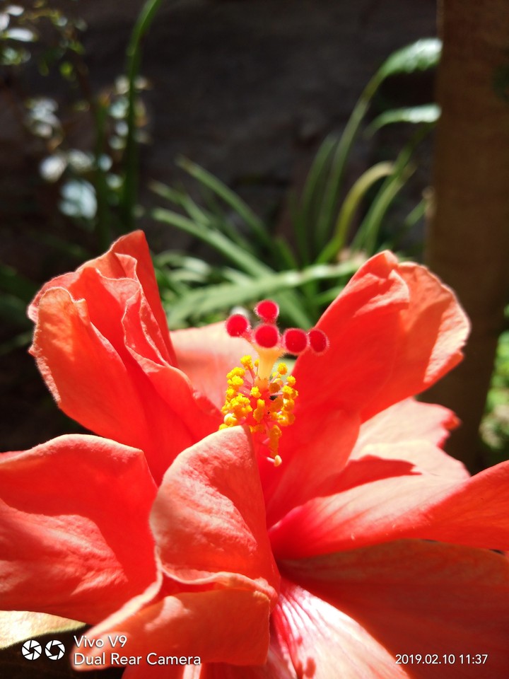 flower