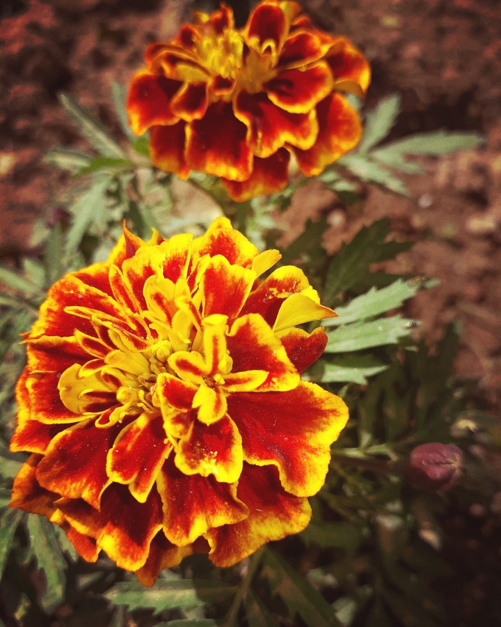 my garden