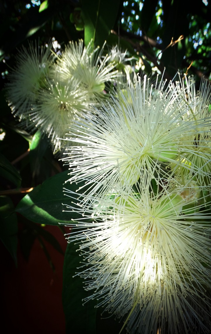 Flower.