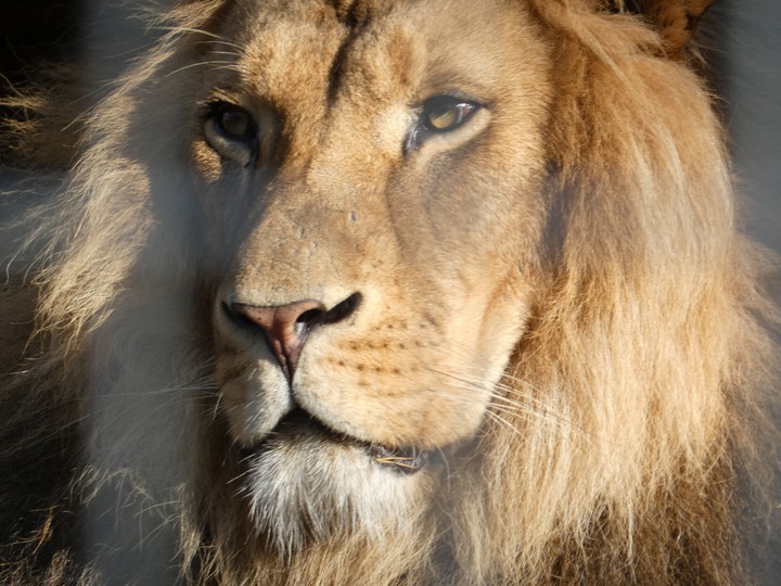 King