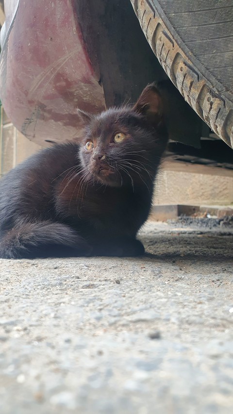 whiskers, cat वॉलपेपर