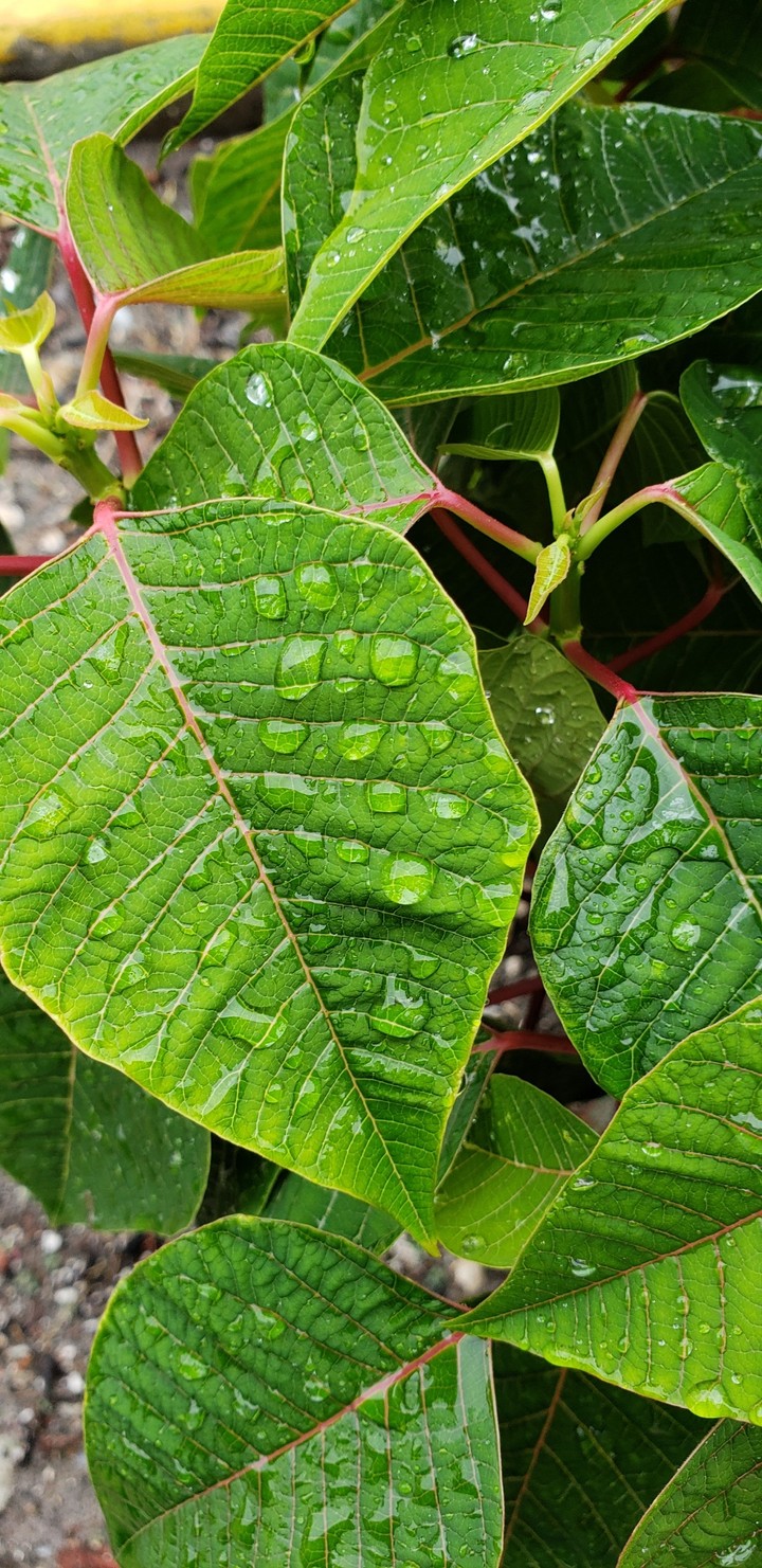 water on leaves