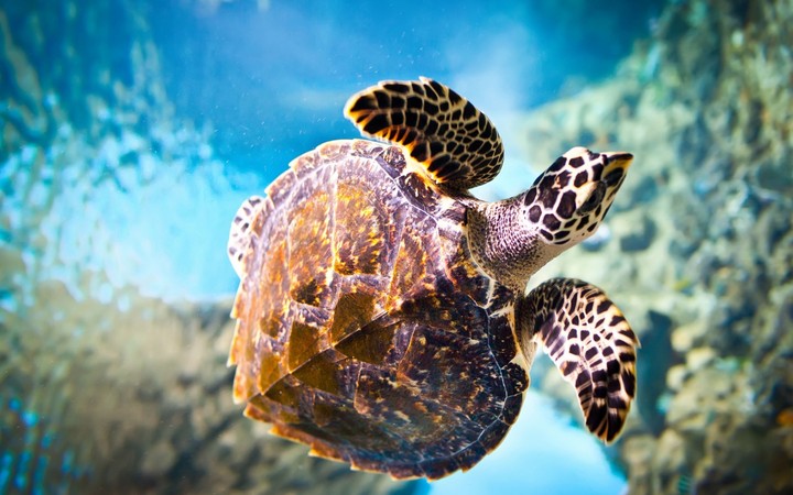 turtle