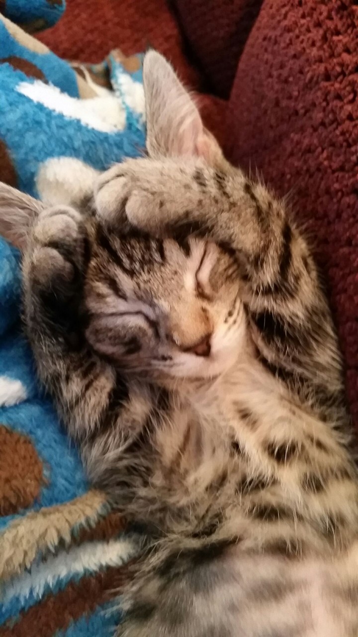 Zoey the kitty