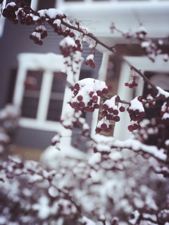 Snow with nature