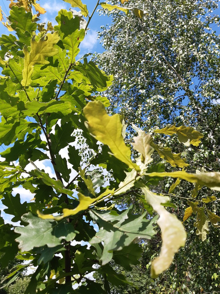 GreenSummer
