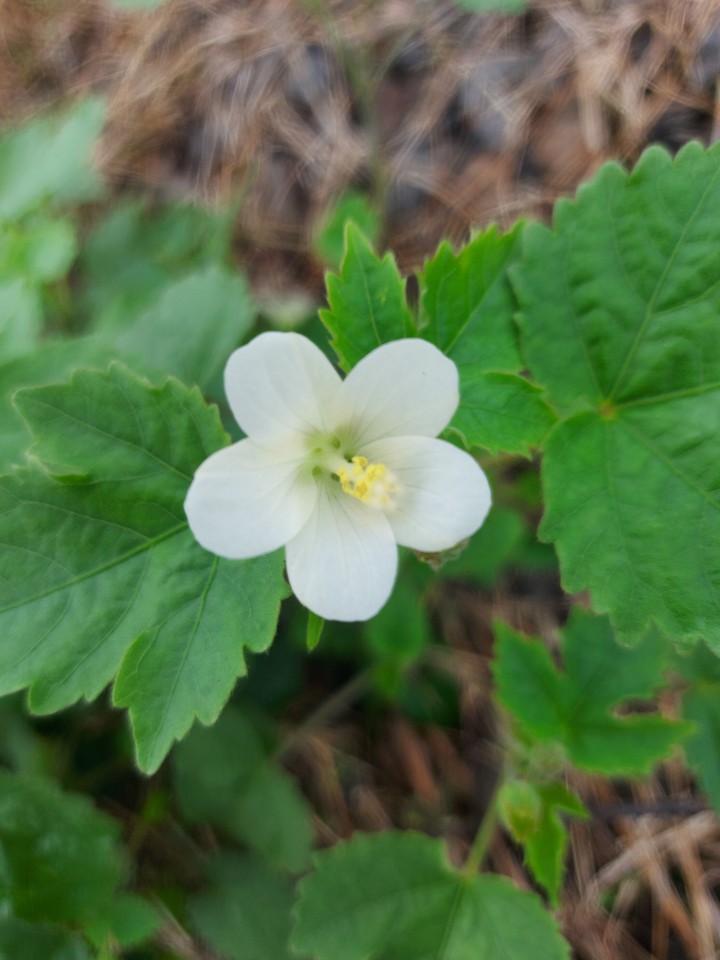 white flower