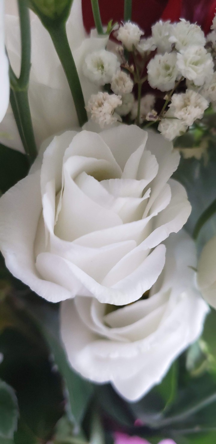 rose blanche