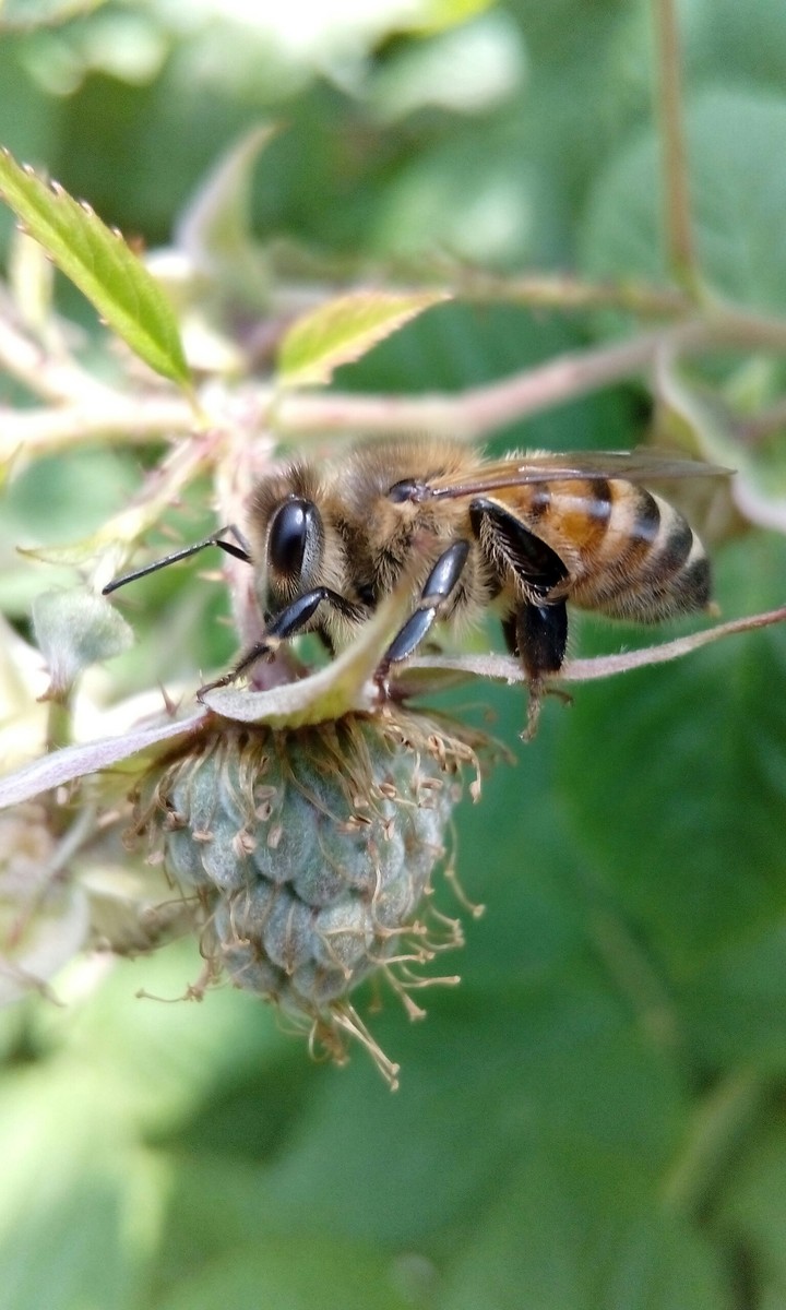 bee on a raspberry