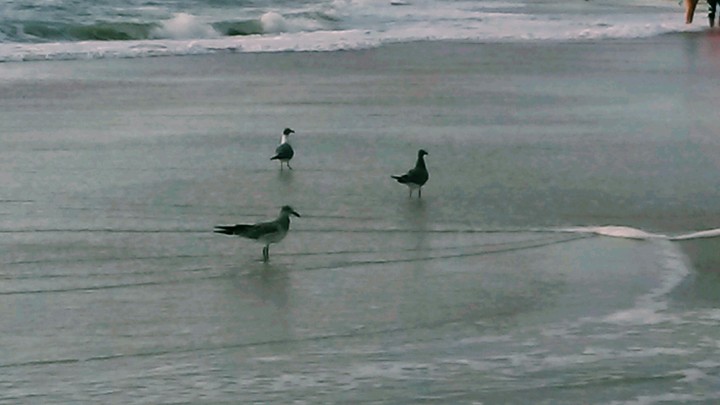 Gull Gathering