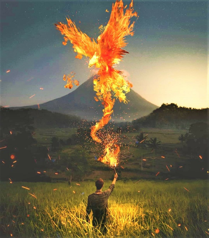 The Phoenix Rises