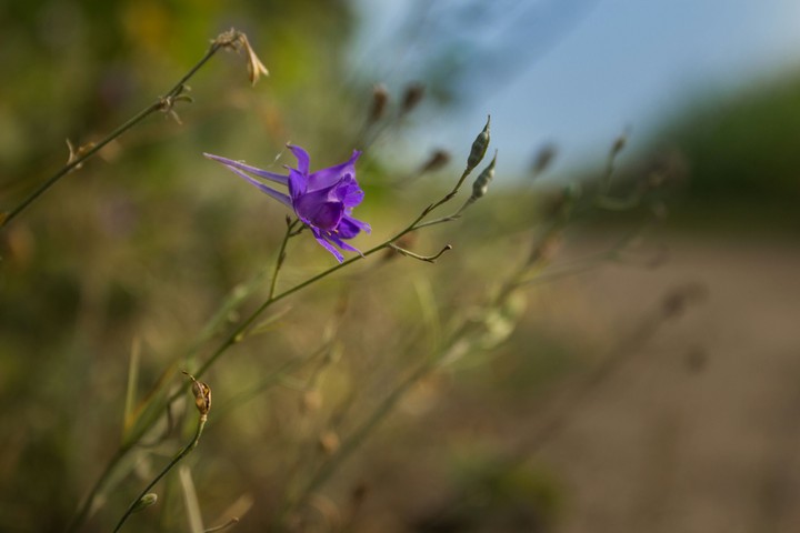 Wild flower