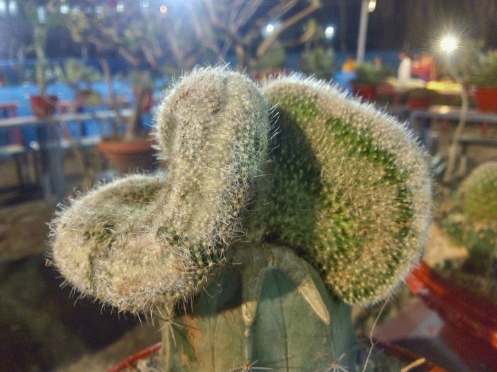 cactus