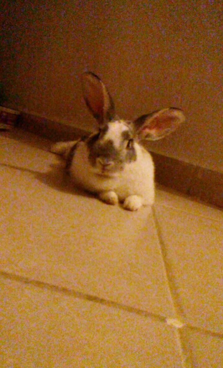 Bun