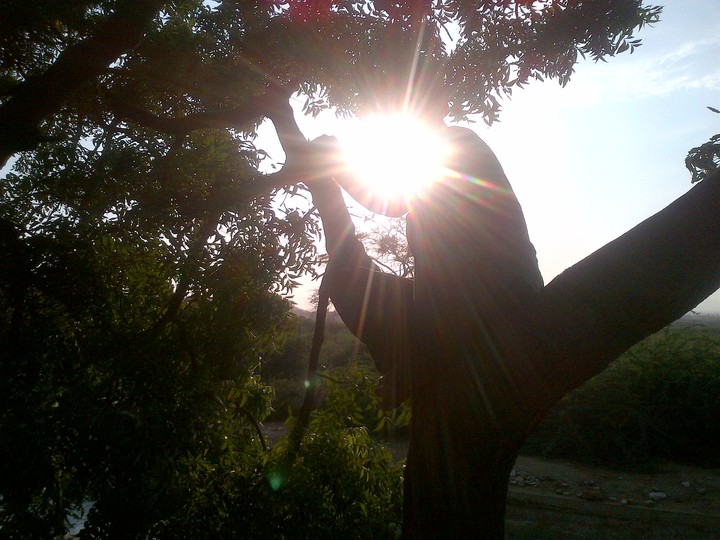 tree