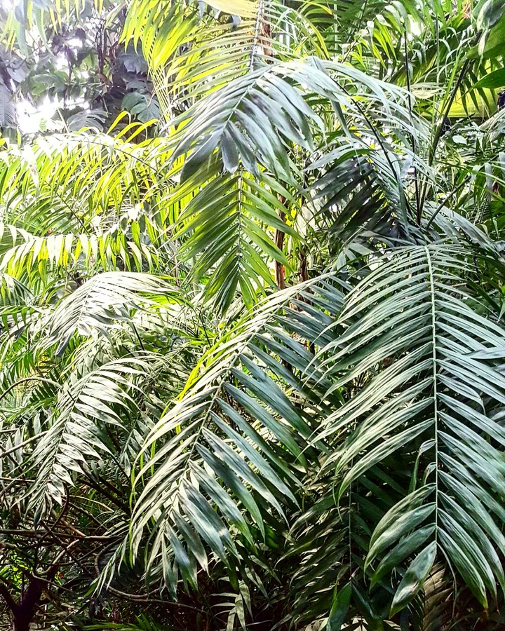 palm trees