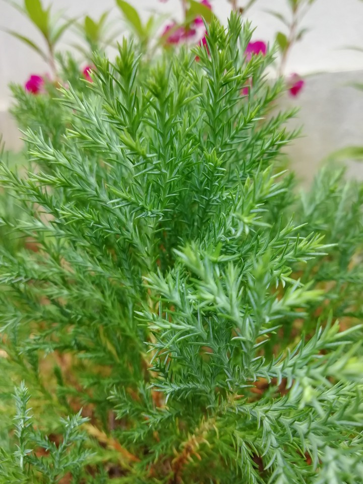 spike leaf