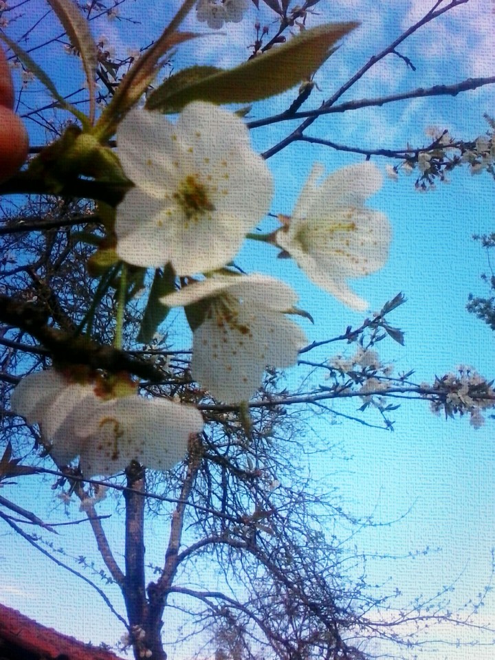 spring