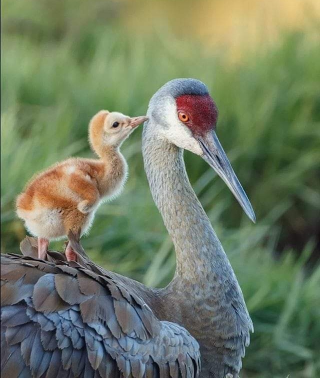 Birds