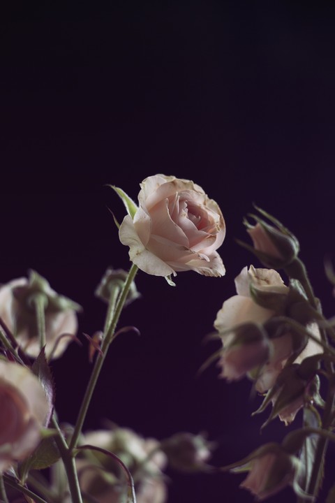 roses