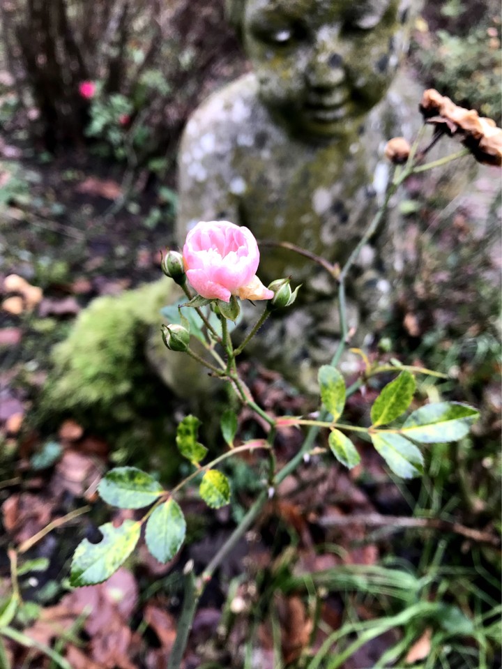 autumn rose