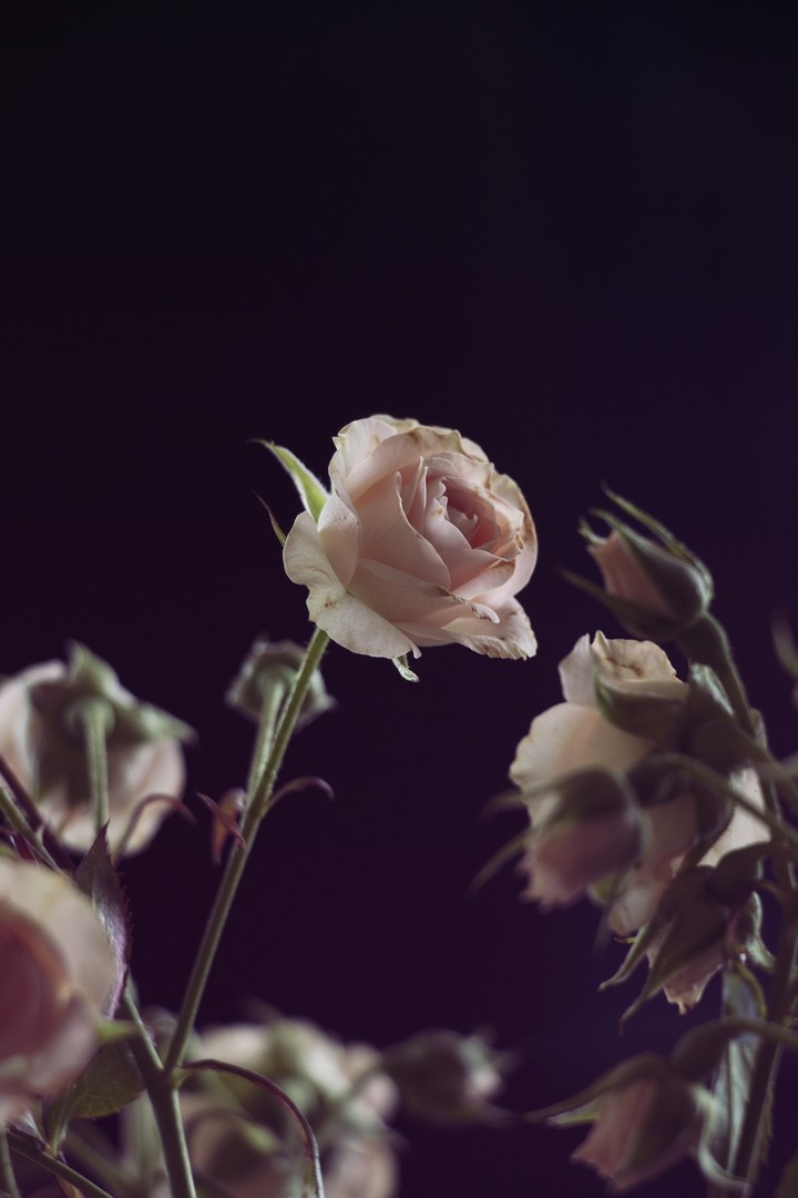 roses
