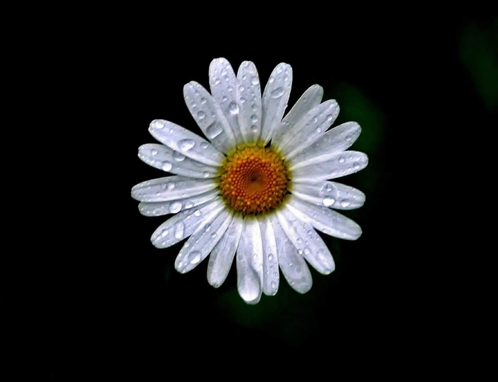 Marguerite
