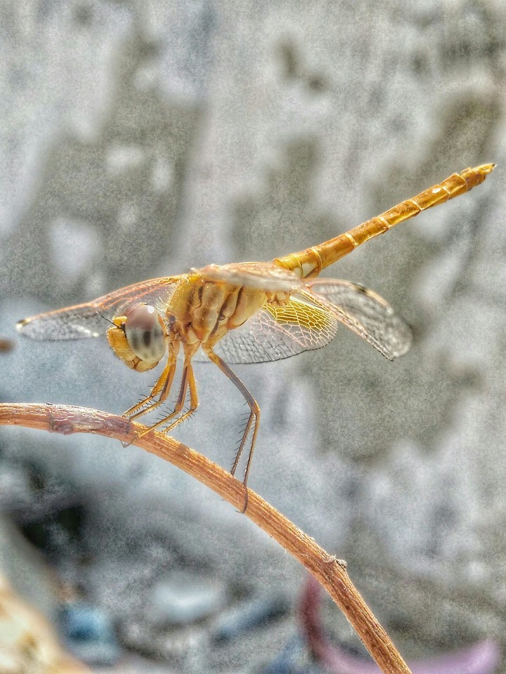 The Focussed Wasp