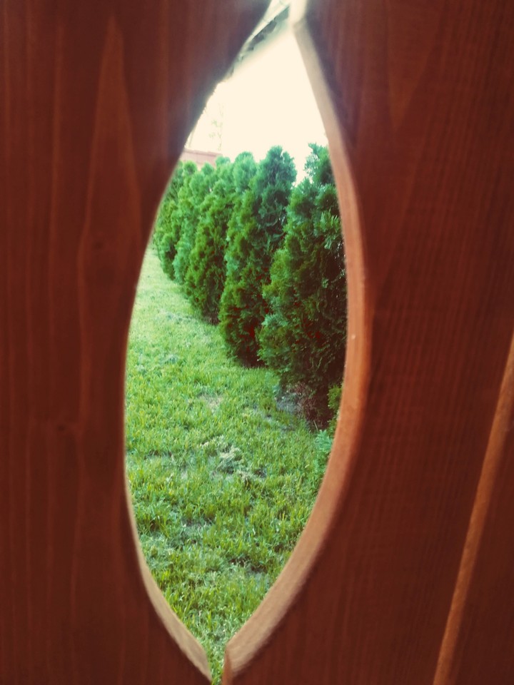 #hole #nature #peephole #trees #