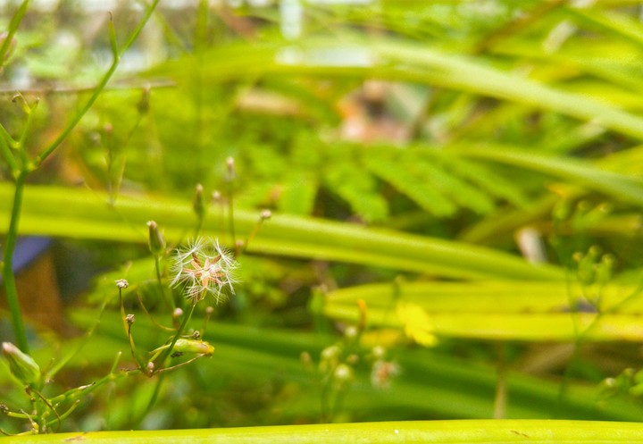 weeds