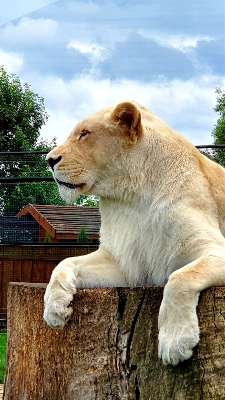 White lion